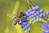 Pollinisation - insecte pollinisateur (abeille)